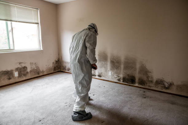 Why You Should Choose Our Mold Remediation Services in Archer, FL